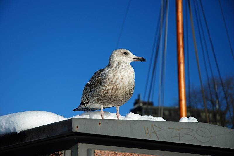Herring Gull - Bergen and Oslo