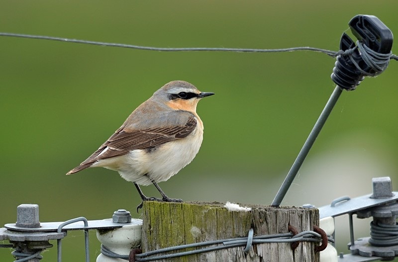Northern Wheatear - Chats