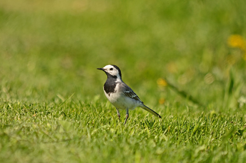 White Wagtail - Estonia