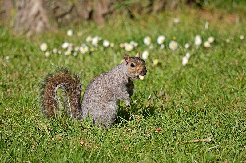 Grey Squirrel - Grey Squirrels