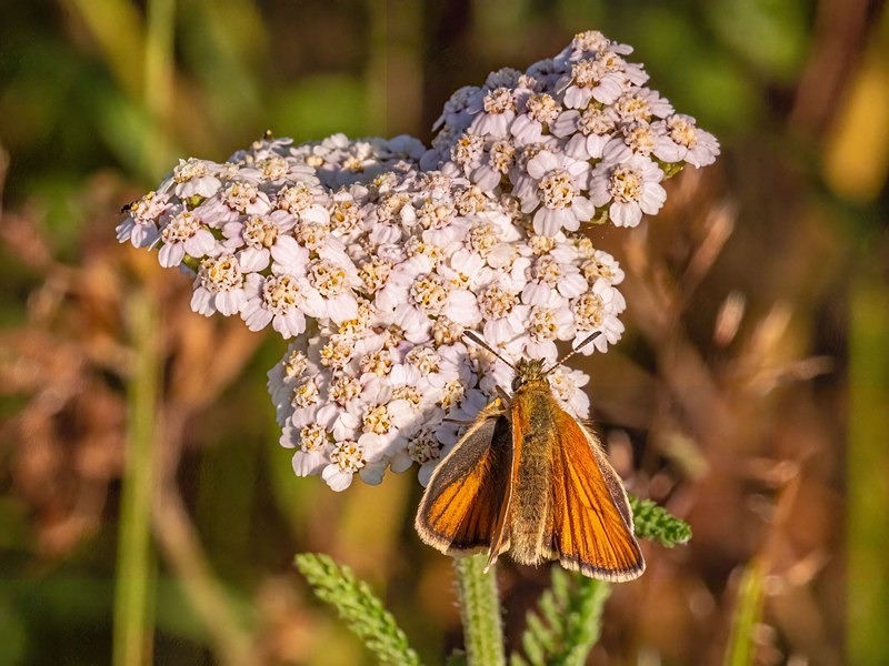 Essex Skipper - Butterflies