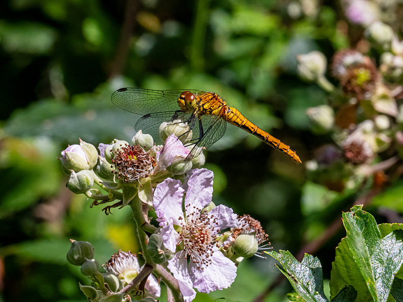 Ruddy Darter - Latest photos