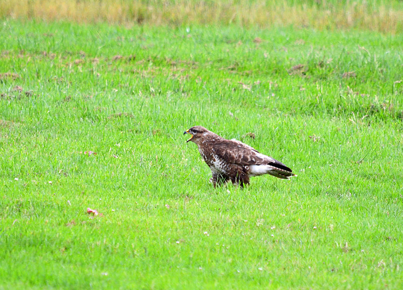 Common Buzzard - Birds of prey