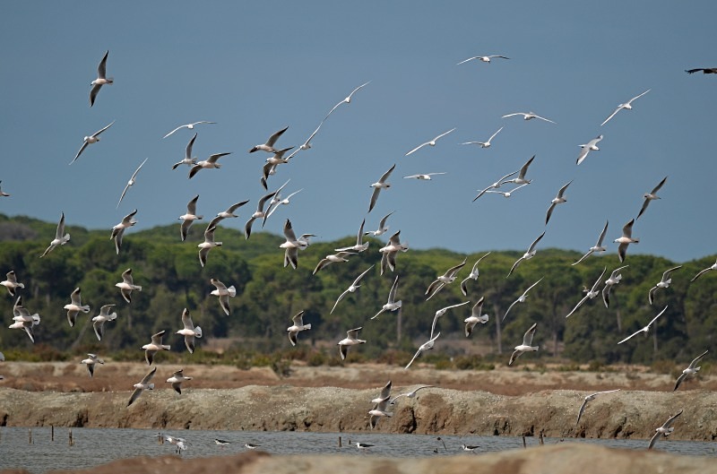 Slender-billed Gulls - South and west Spain - April and May 2012