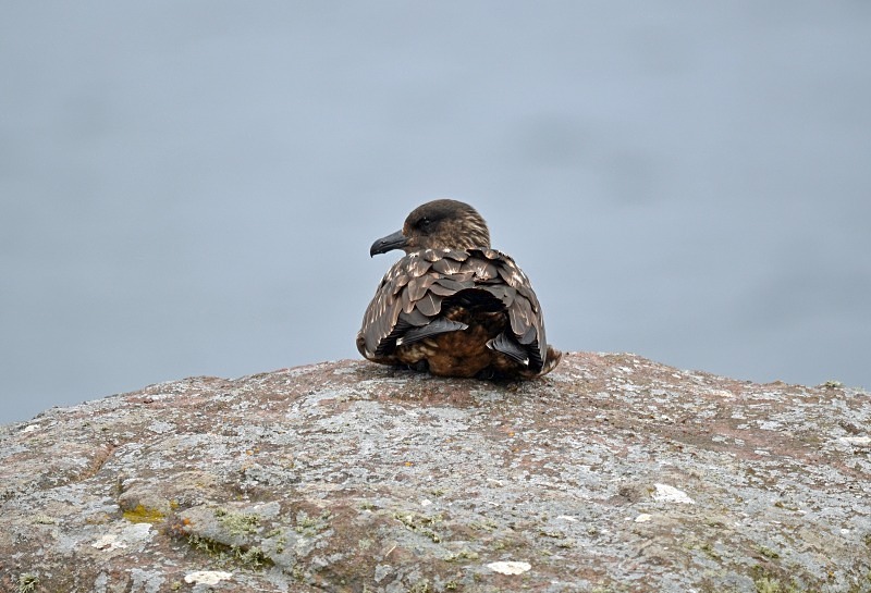 Great Skua - Skuas and shearwaters