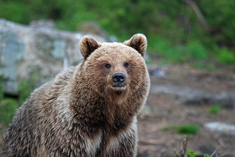 Brown Bear - North Finland and north Norway - May and June 2009
