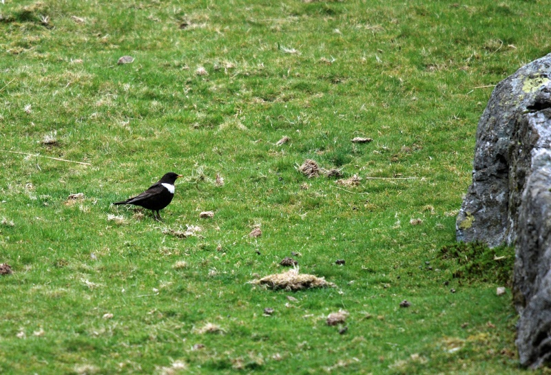 Ring Ousel - Thrushes