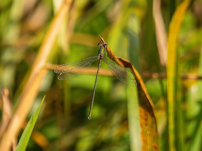 Willow Emerald Damselfly - Latest photos