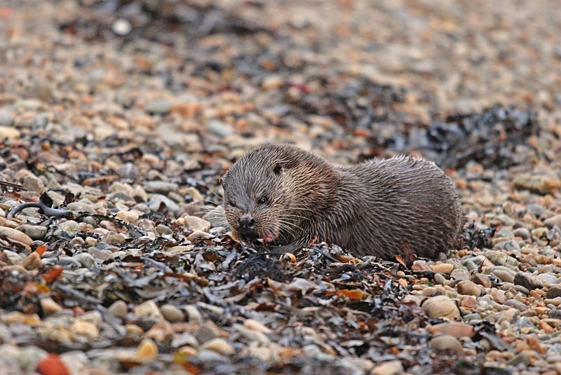 Otter - Otters