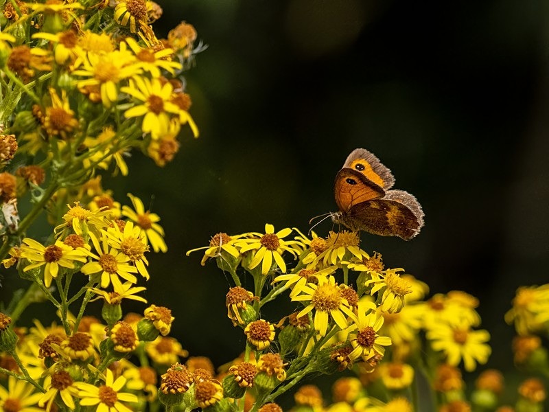 Gatekeeper - Butterflies