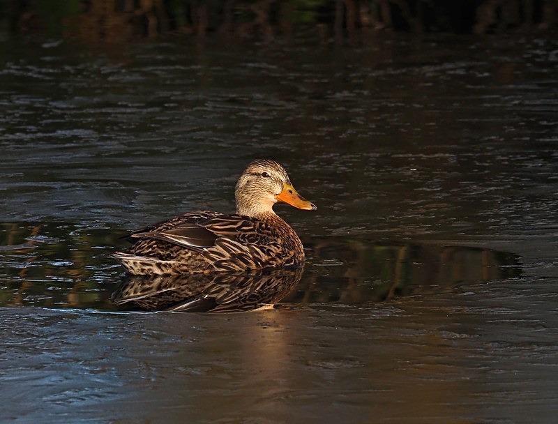 Mallard - Dabbling ducks