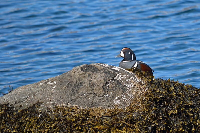 Harlequin Duck - Westfjords