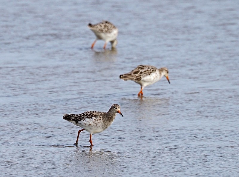Ruffs - Sandpipers