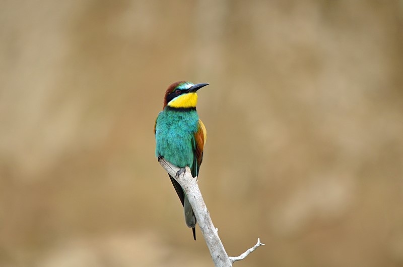 European Bee-eater - Bulgaria
