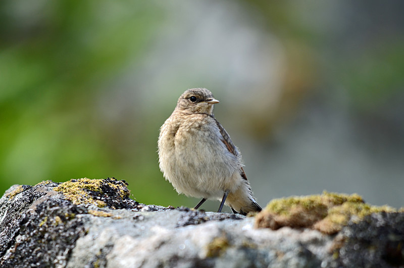 Northern Wheatear fledgling - Chats