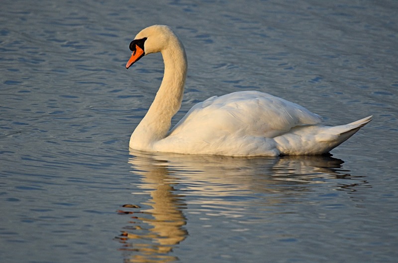 Mute Swan - Mute Swans
