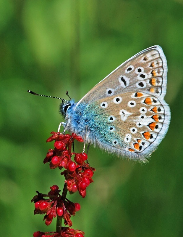 Common Blue - Butterflies