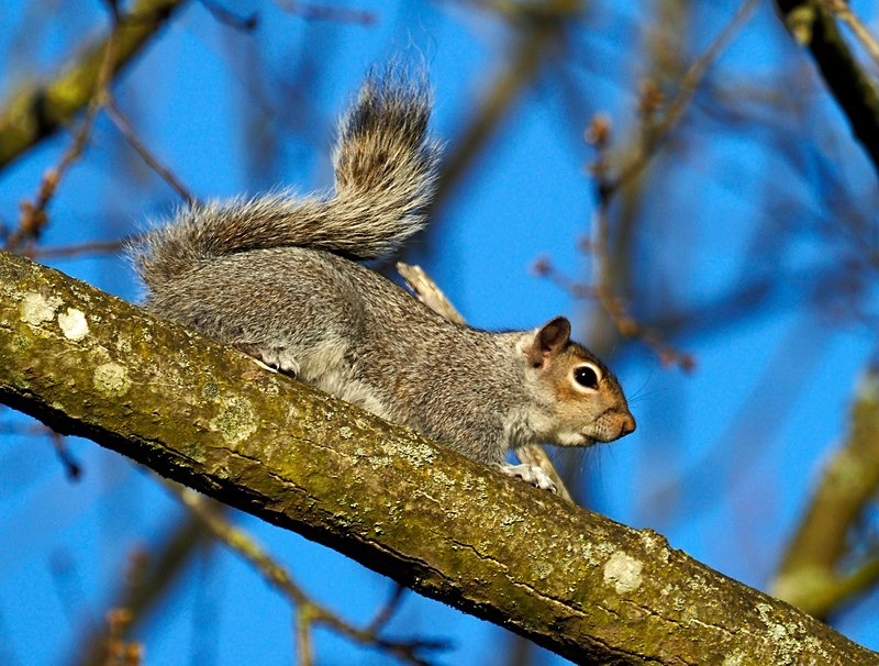 Grey Squirrel - Grey Squirrels