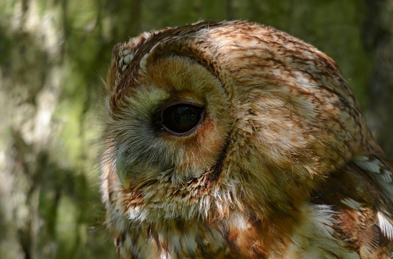 Tawny Owl - Tawny Owl