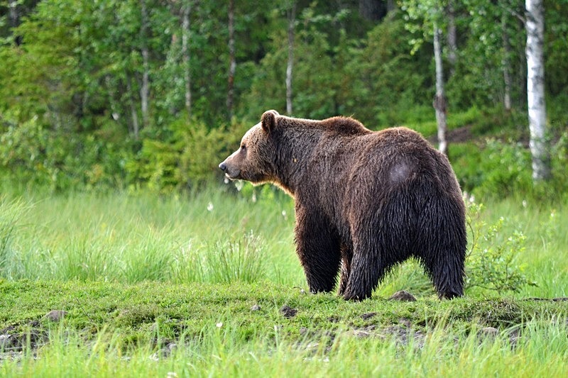 July 2019 - Brown Bear - Photos of the month