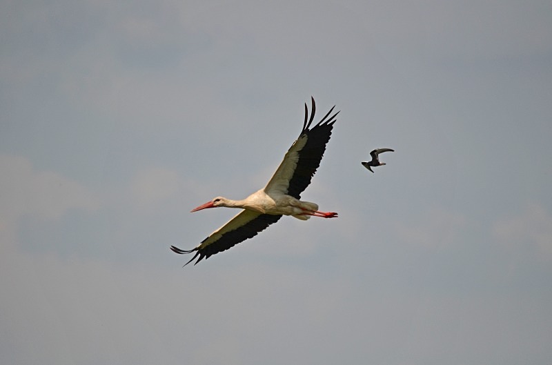 White Stork - North east Poland - May 2013