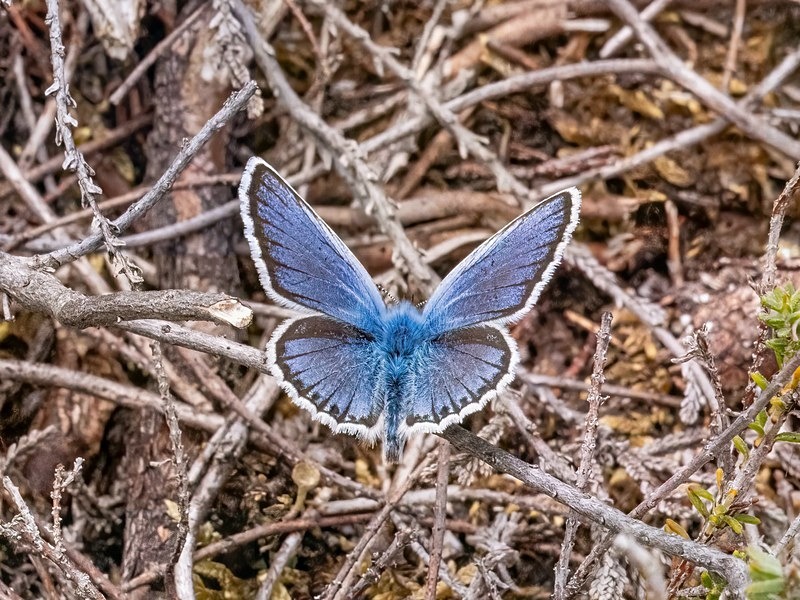 Silver-studded Blue - Butterflies