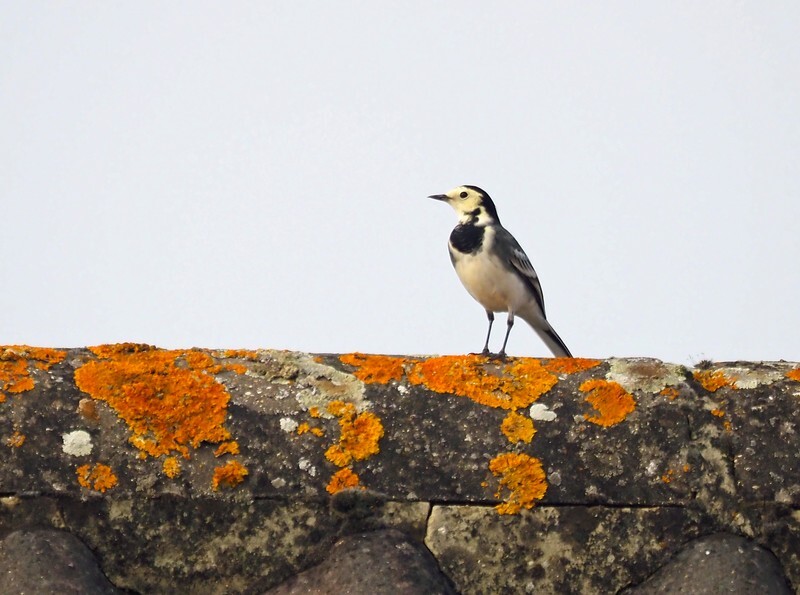 Pied Wagtail - Wagtails