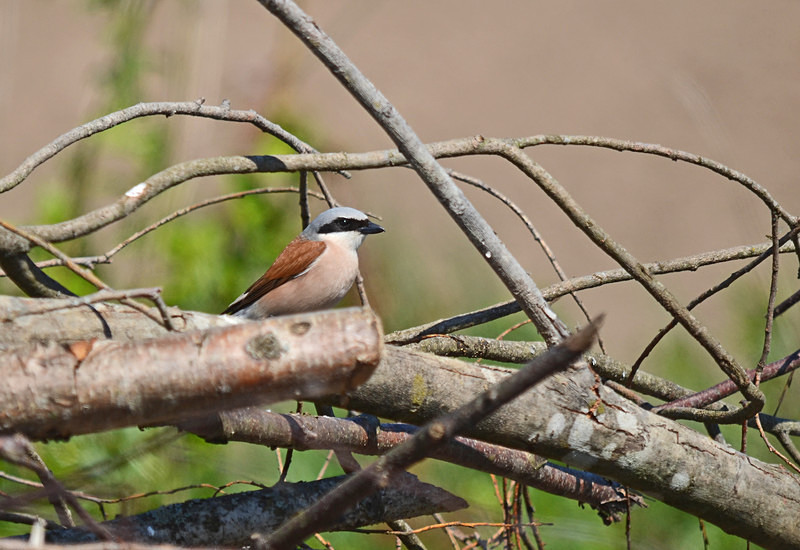 Red-backed Shrike - Estonia