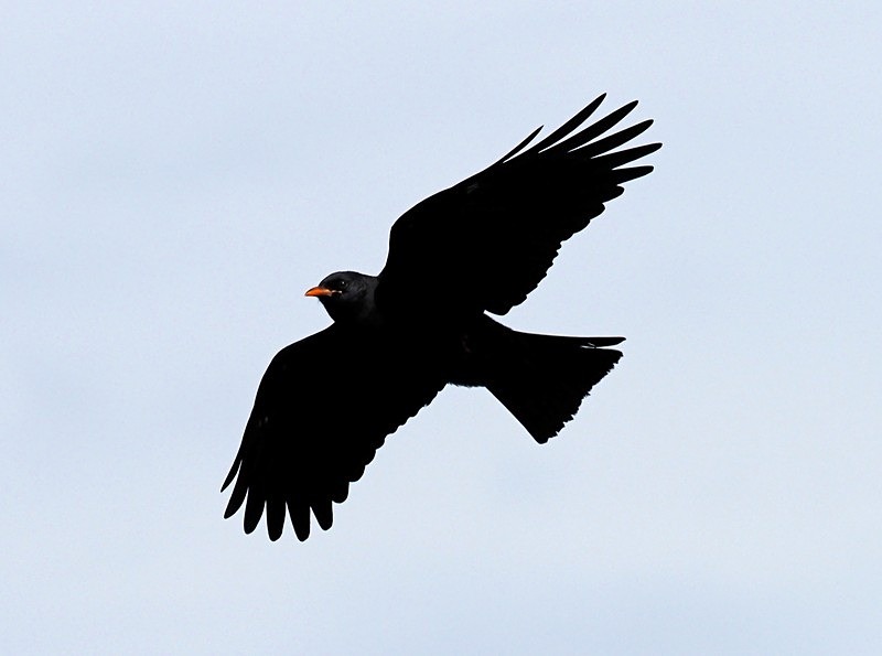 Chough - Crows
