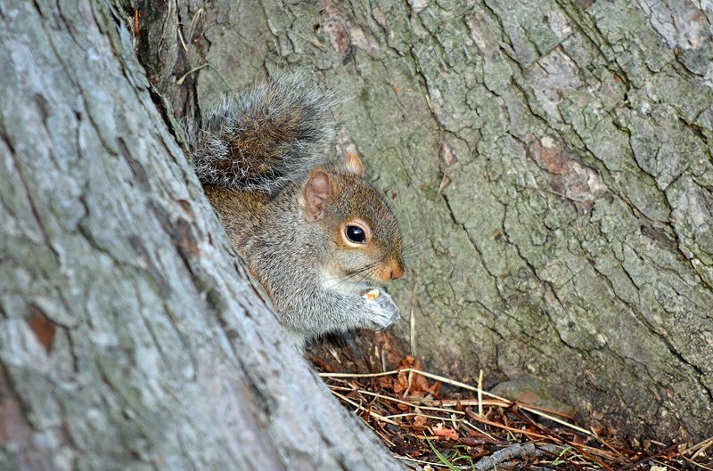 Grey Squirrel - Grey Squirrels