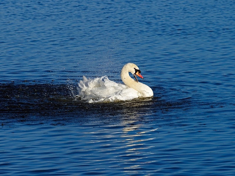 Mute Swan - Mute Swans