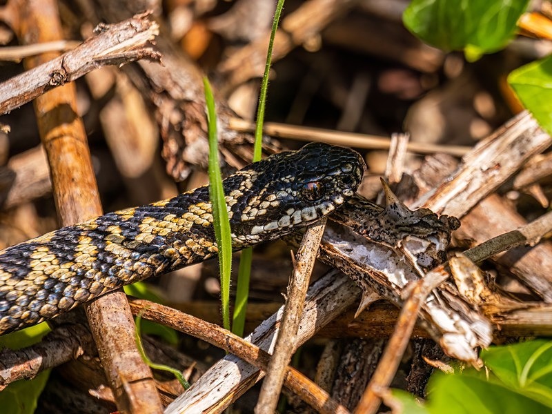 Adder - Snakes