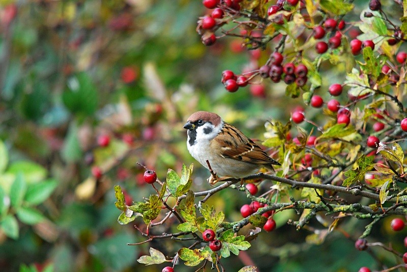 Tree Sparrow - Sparrows