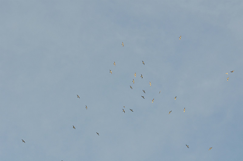 Alpine Swifts - West Macedonia