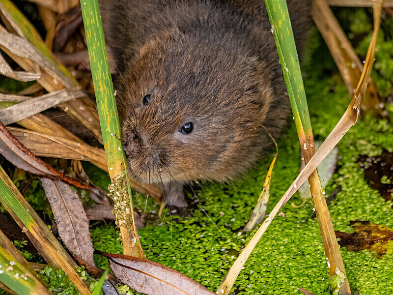 Water Vole - Latest photos