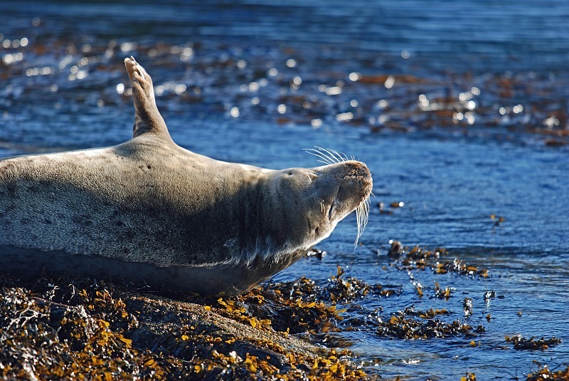 Atlantic Grey Seal - Atlantic Grey Seals