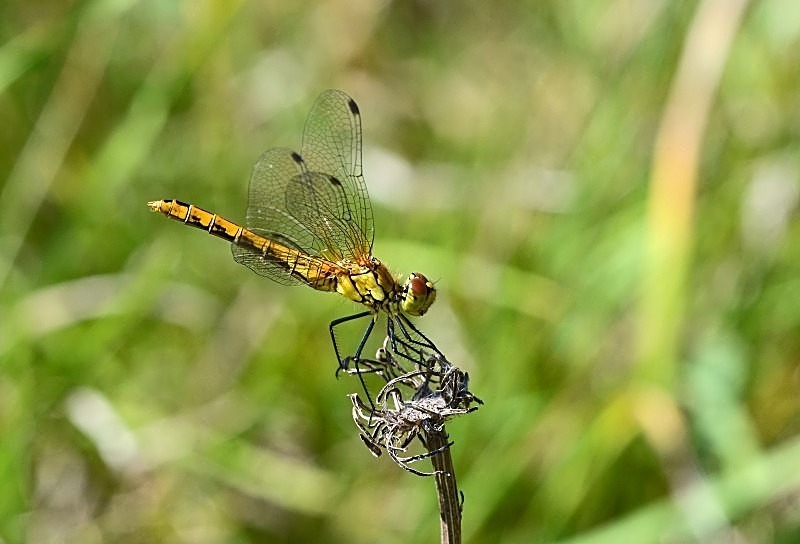 August 2011 - Ruddy Darter - Photos of the month