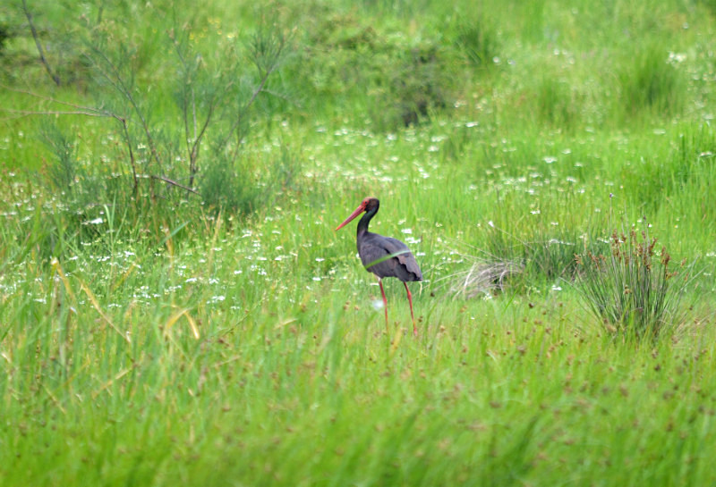 Black Stork - East Macedonia and Thrace