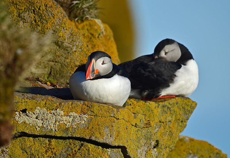 Puffin - Westfjords