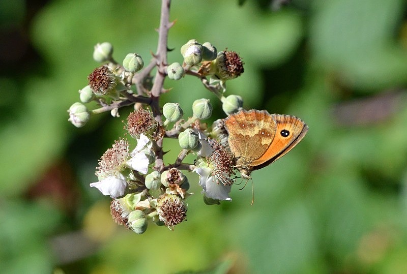 Gatekeeper - Butterflies