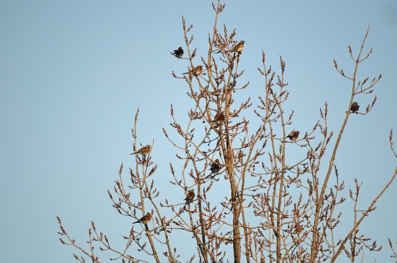 Fieldfares - Thrushes