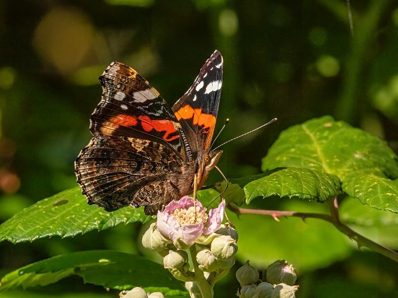 Red Admiral - Butterflies