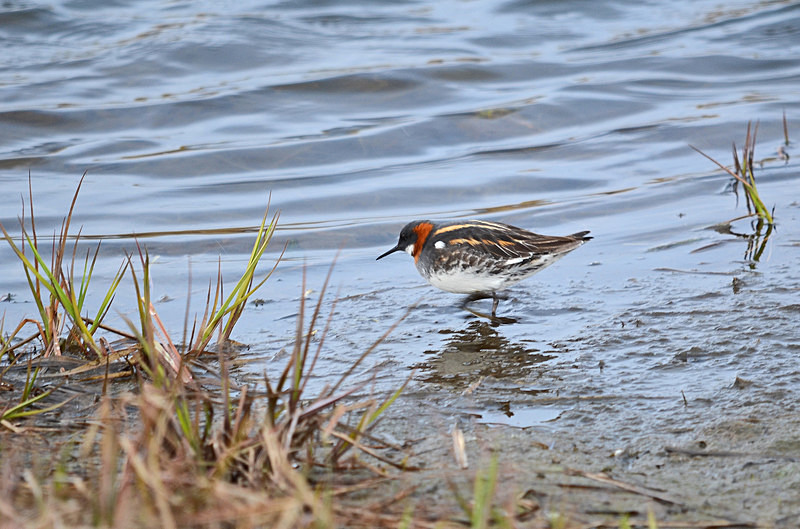 Red-necked Phalarope - North east Iceland