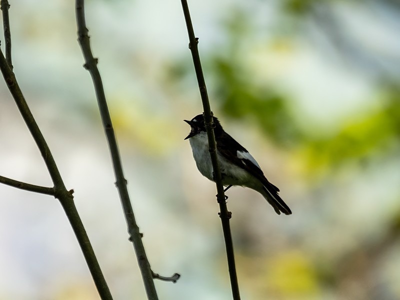 Pied Flycatcher - Flycatchers