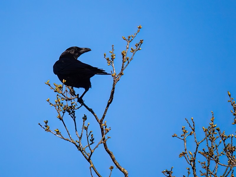 Carrion Crow - Crows