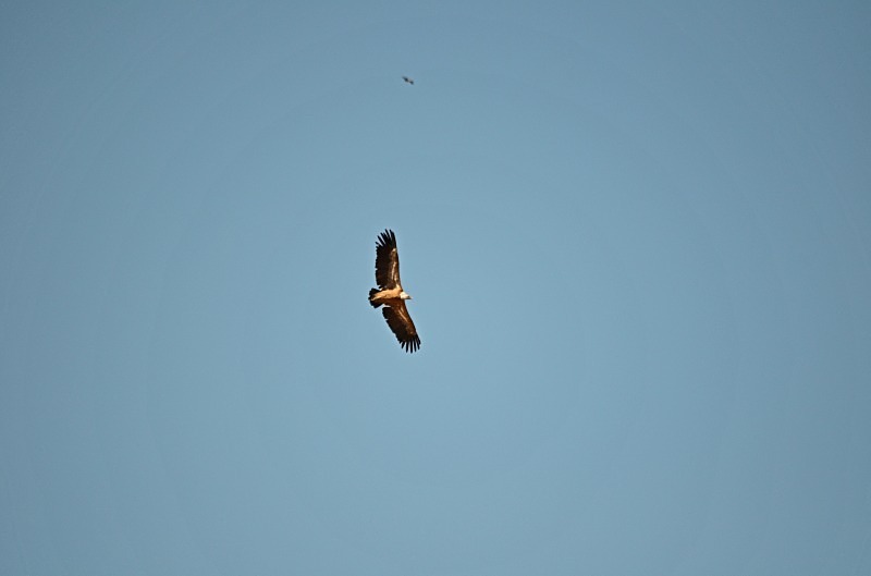 Griffon Vulture - South Spain - September 2013