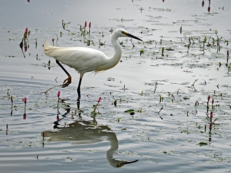 Little Egret - Herons and egrets