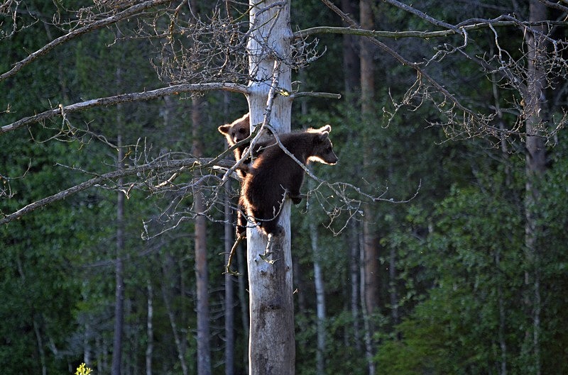 Brown Bear cubs - North Finland - part 2