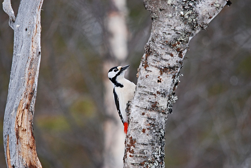 Great Spotted Woodpecker - Finland