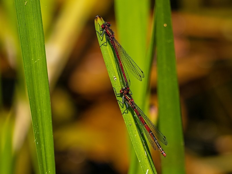 Large Red Damselflies - Dragonflies and damselflies